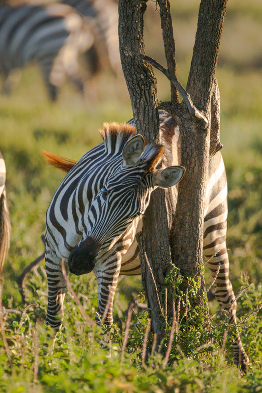 A good back scratch – signed fine art photograph by Andrew Scriven