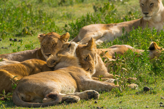 Family are best – signed fine art photograph by Andrew Scriven