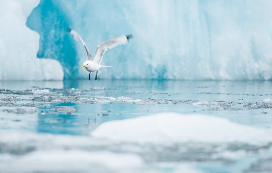 Flying through ice – signed fine art photograph by Andrew Scriven