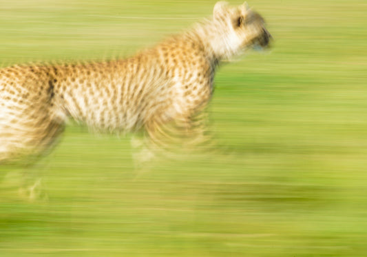 Cheetah run – signed fine art photograph by Andrew Scriven
