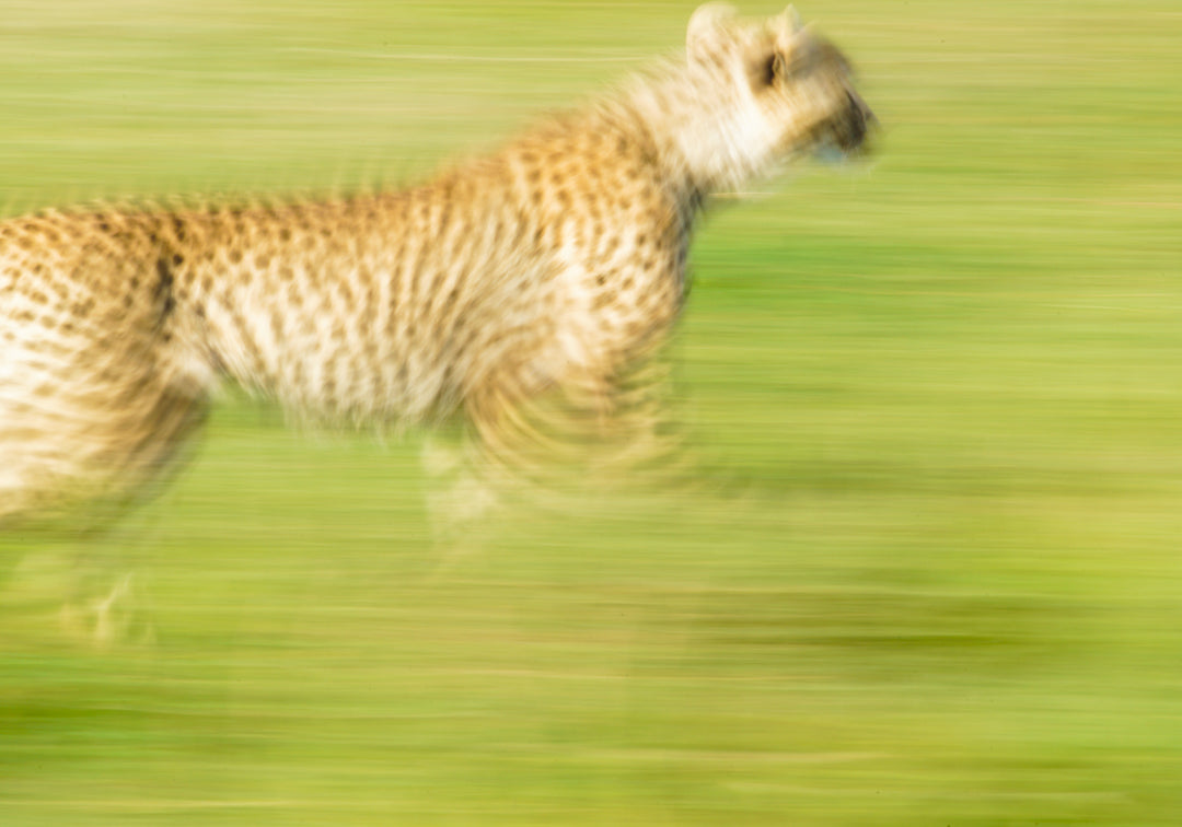 Cheetah run