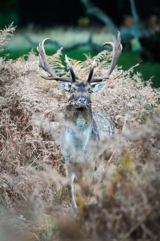 A regal view – signed fine art photograph by Andrew Scriven