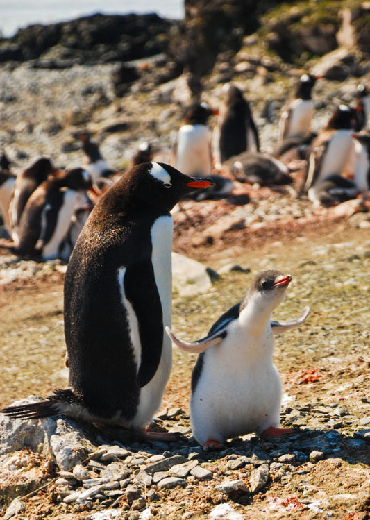 I believe I can fly! – signed fine art photograph by Andrew Scriven