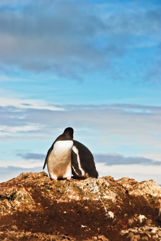 Lean on me – signed fine art photograph by Andrew Scriven