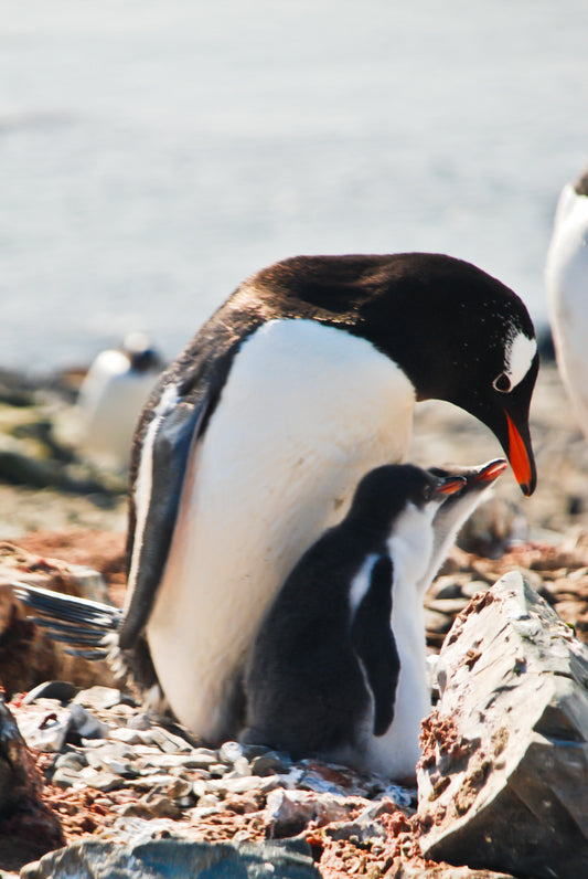 Family – signed fine art photograph by Andrew Scriven