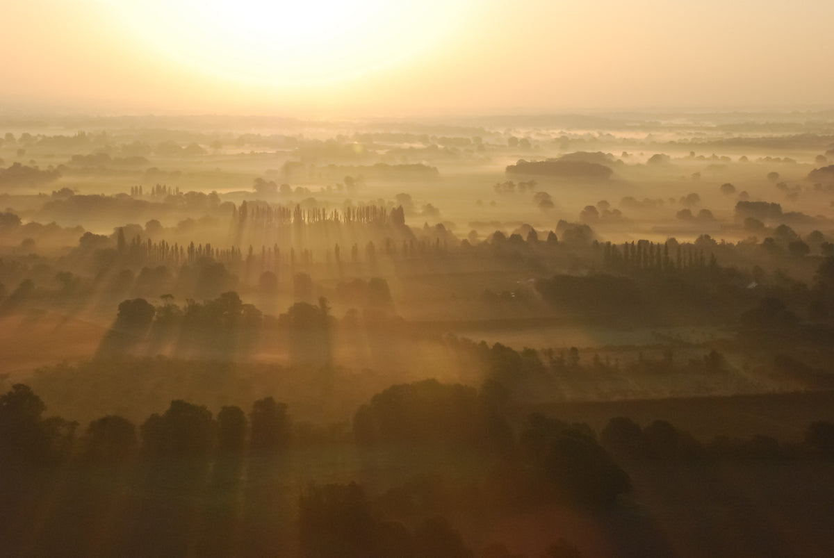 Fields of Gold – large canvas by Andrew Scriven