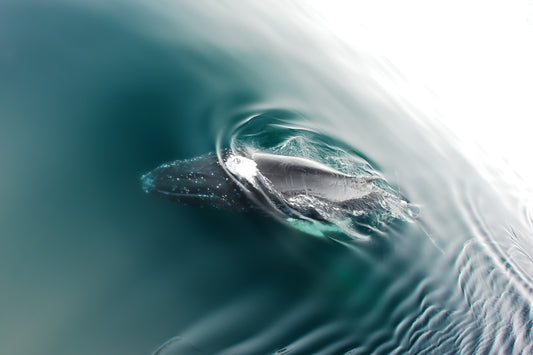 Humpback Whale in the Antarctic Ocean – large canvas by Andrew Scriven