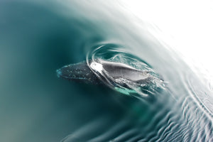 Humpback Whale in the Antarctic Ocean