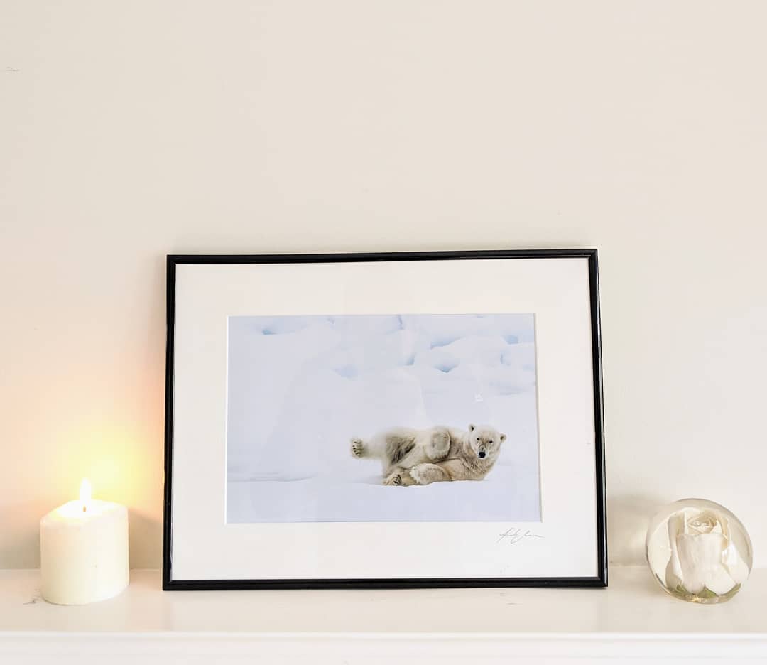 While the Ice Remains – polar bear in Svalbard by Andrew Scriven