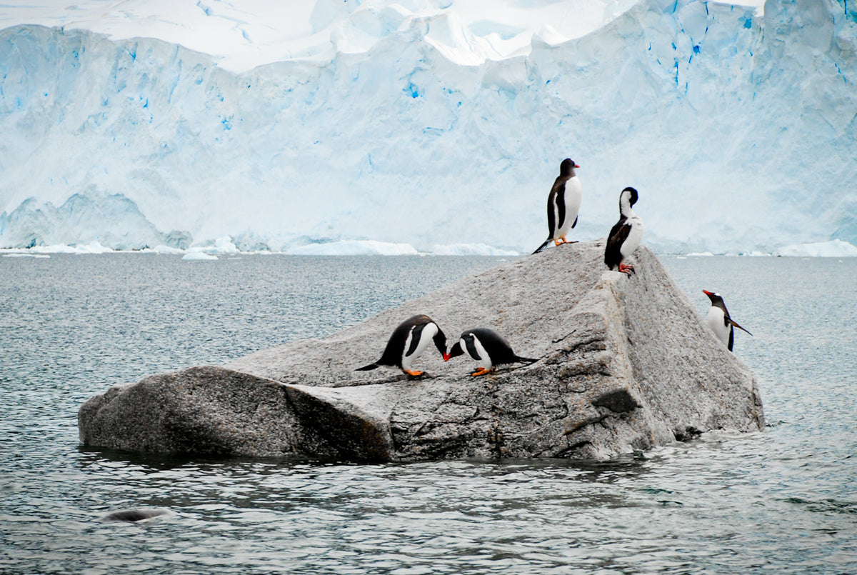 Love in Antarctica – signed fine art photograph by Andrew Scriven