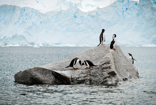 Love in Antarctica – signed fine art photograph by Andrew Scriven