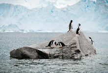 Load image into Gallery viewer, Love in Antarctica
