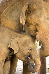 Smiling elephant calf