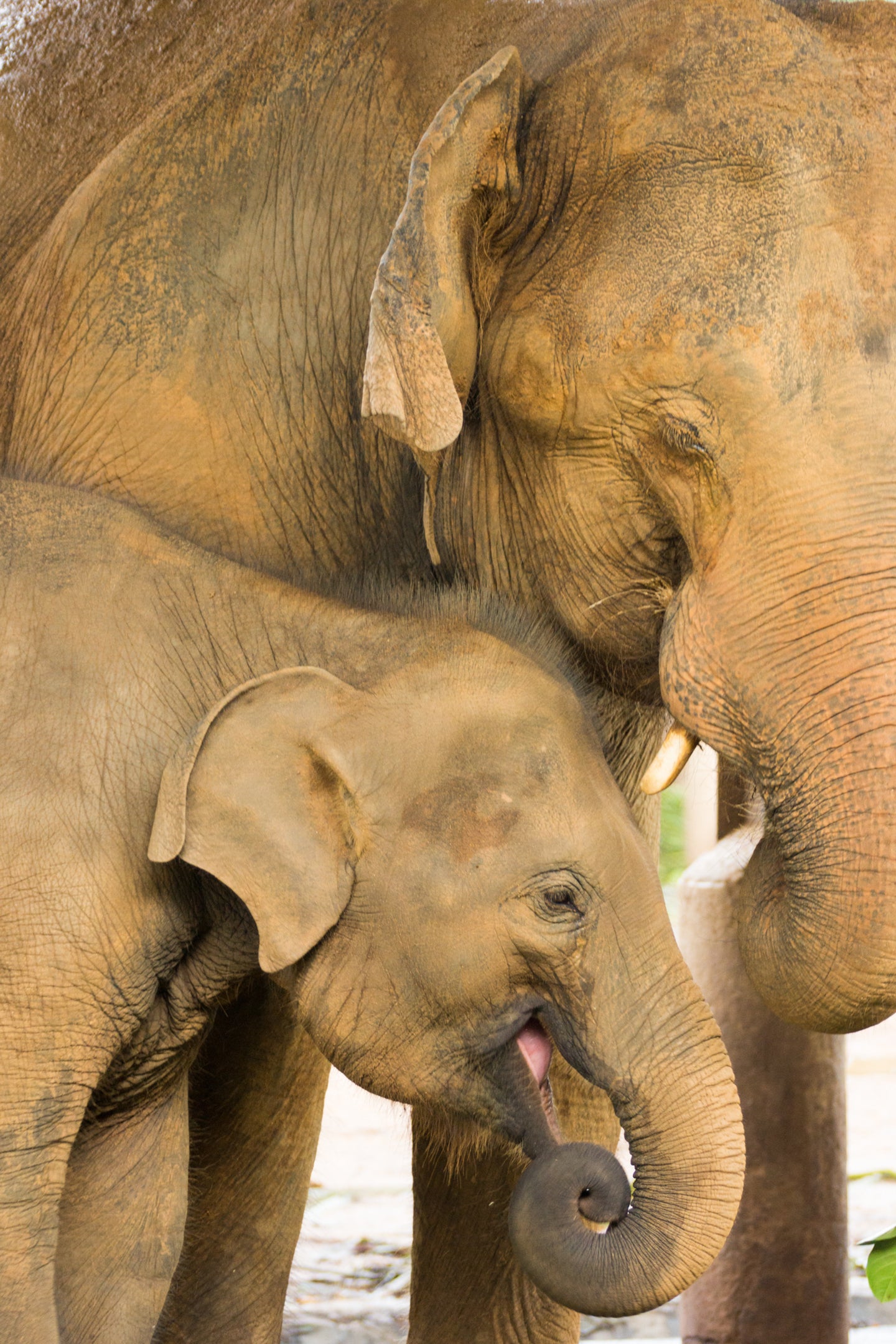 One big elephant Stock Photo by ©coffeemill 105056122