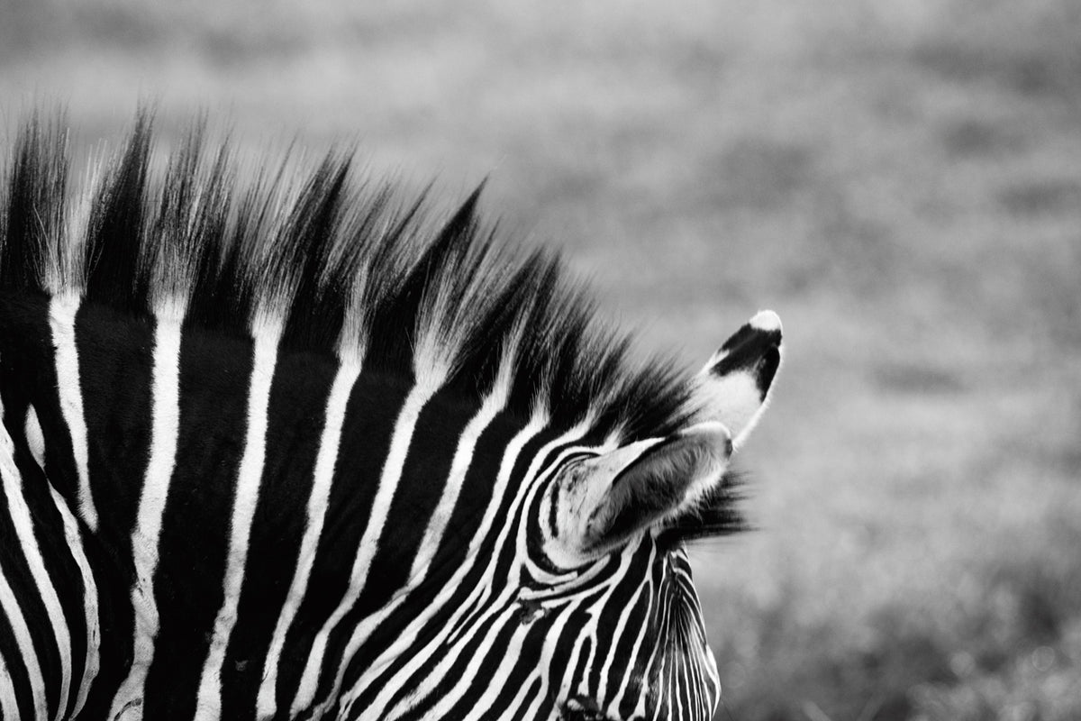 Zebra mane – signed fine art photograph by Andrew Scriven