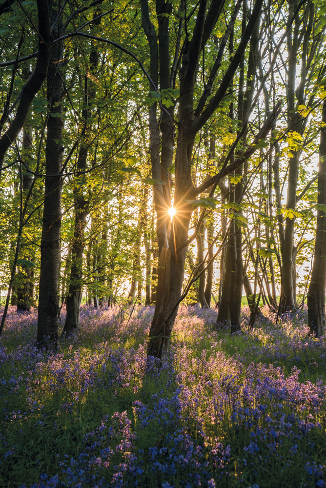 Bluebells at sunrise – large canvas by Andrew Scriven