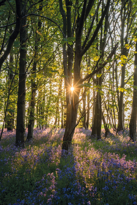 Bluebells at sunrise – large canvas by Andrew Scriven