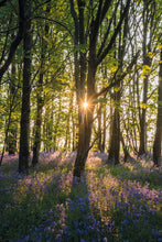 Load image into Gallery viewer, Bluebells at sunrise
