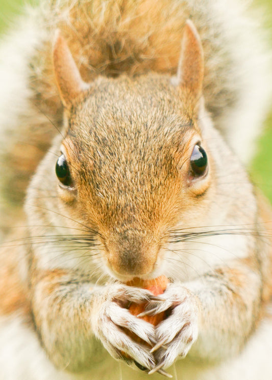 Squirrel up close – signed fine art photograph by Andrew Scriven