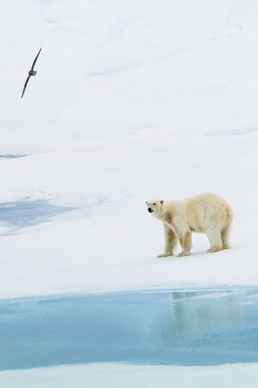 Polar bear on ice – signed fine art photograph by Andrew Scriven
