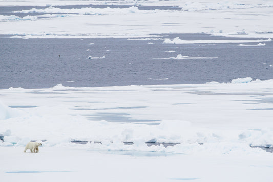Polar wonder – signed fine art photograph by Andrew Scriven