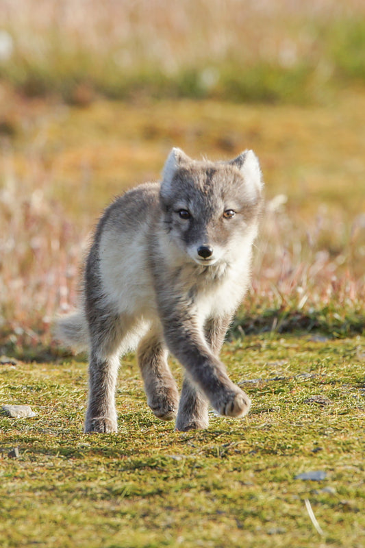 Arctic Fox 1 – signed fine art photograph by Andrew Scriven