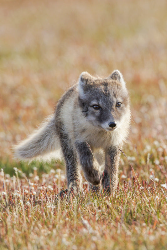 Arctic fox 3 – signed fine art photograph by Andrew Scriven