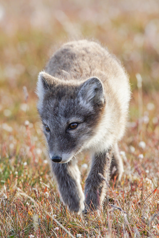 Arctic fox 2 – signed fine art photograph by Andrew Scriven
