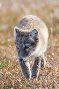 Arctic fox 2