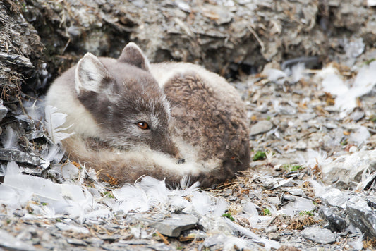 Feeling snug – signed fine art photograph by Andrew Scriven