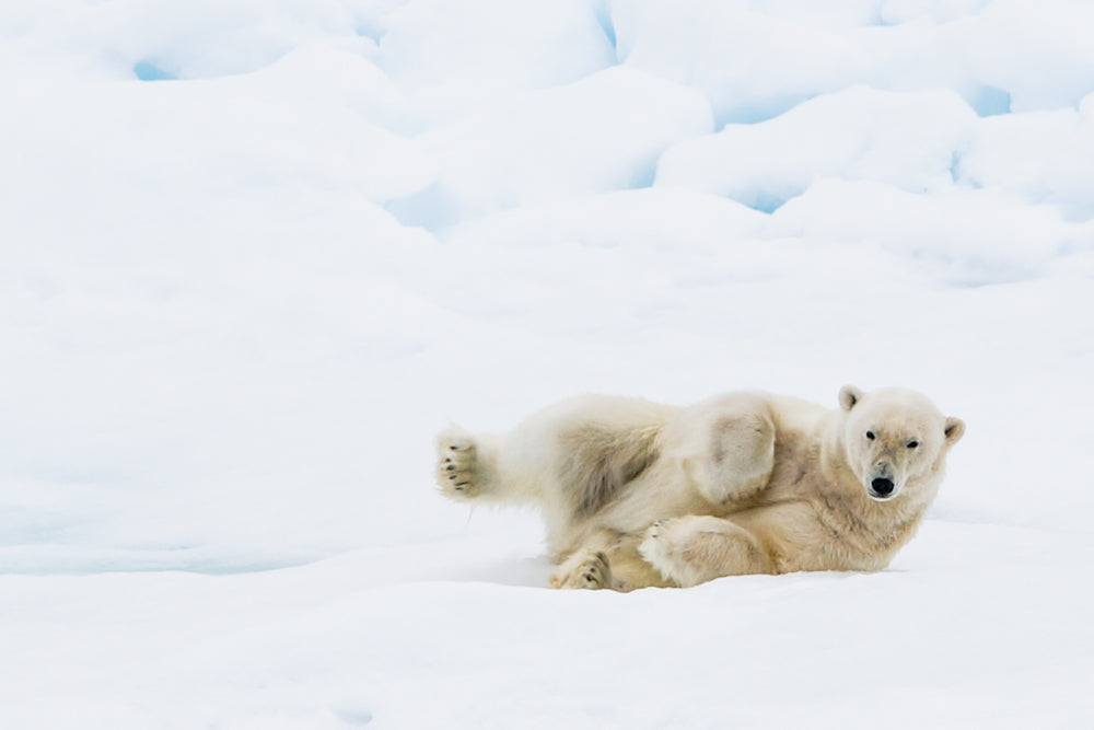 While the Ice Remains – polar bear in Svalbard by Andrew Scriven