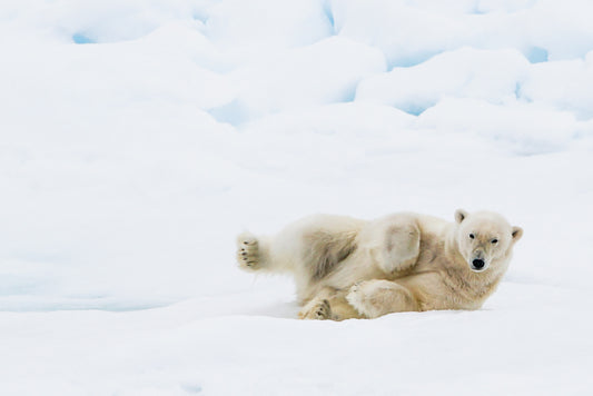 While the Ice Remains – polar bear in Svalbard by Andrew Scriven