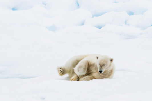 Polar bear play – signed fine art photograph by Andrew Scriven