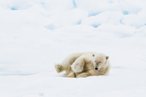 Polar bear play