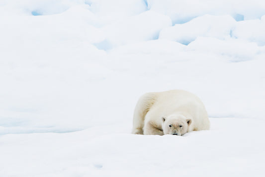 Polar bear looking at you – signed fine art photograph by Andrew Scriven