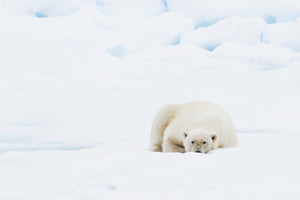 Polar bear looking at you