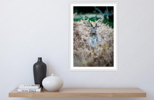 Load image into Gallery viewer, A regal view
