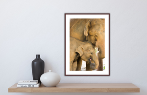 Smiling elephant calf