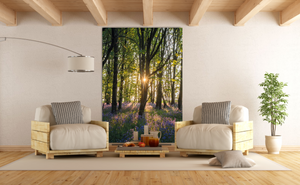 Sunrise into the bluebell woodlands